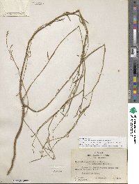 Epilobium brachycarpum image