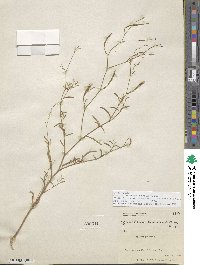 Epilobium brachycarpum image