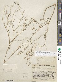 Epilobium brachycarpum image