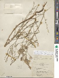 Epilobium brachycarpum image