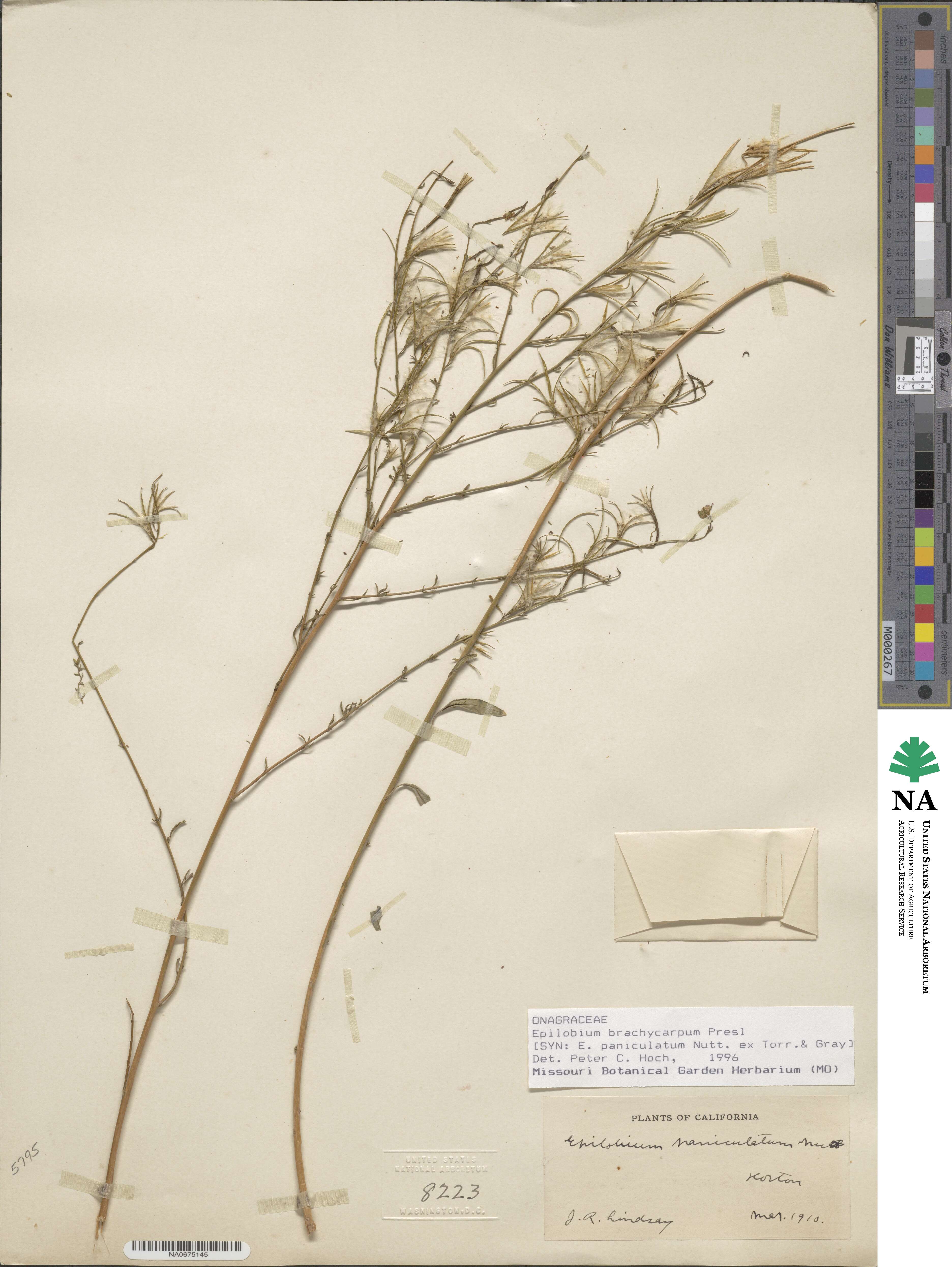 Epilobium brachycarpum image