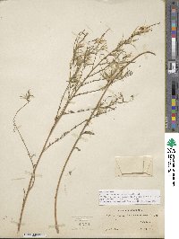 Epilobium brachycarpum image