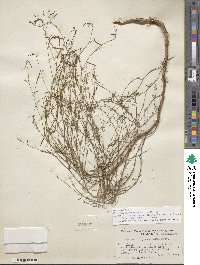 Epilobium brachycarpum image