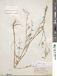 Epilobium brachycarpum image