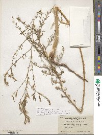 Epilobium brachycarpum image