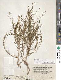 Epilobium brachycarpum image