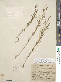 Epilobium brachycarpum image