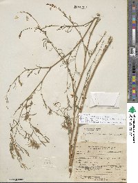 Epilobium brachycarpum image