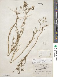 Epilobium brachycarpum image