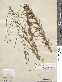 Epilobium brachycarpum image