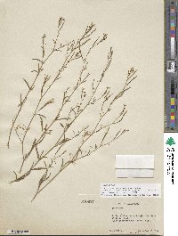 Epilobium brachycarpum image