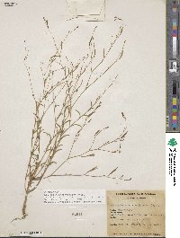 Epilobium brachycarpum image