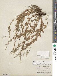 Epilobium brachycarpum image