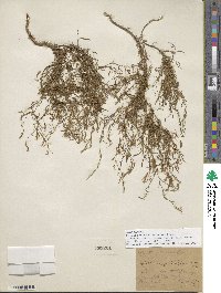 Epilobium brachycarpum image