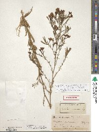 Epilobium brachycarpum image