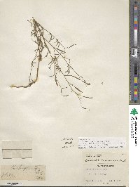 Epilobium brachycarpum image