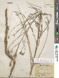 Epilobium brachycarpum image