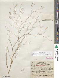 Epilobium brachycarpum image