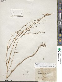 Epilobium brachycarpum image