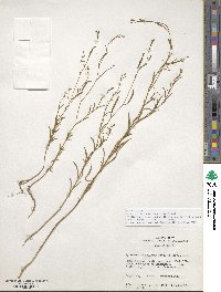 Epilobium brachycarpum image