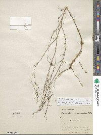 Epilobium brachycarpum image