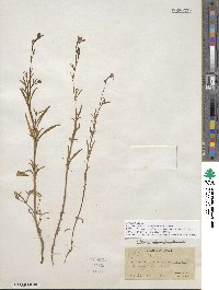 Epilobium brachycarpum image