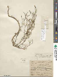 Epilobium brachycarpum image