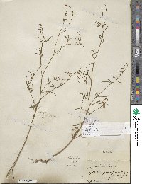 Epilobium brachycarpum image