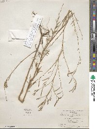 Epilobium brachycarpum image