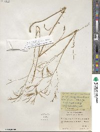 Epilobium brachycarpum image