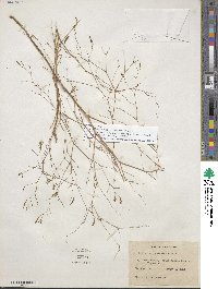 Epilobium brachycarpum image