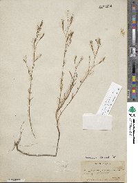 Epilobium brachycarpum image