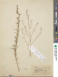 Epilobium brachycarpum image