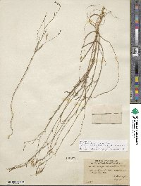 Epilobium brachycarpum image