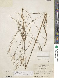 Epilobium brachycarpum image