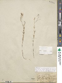 Epilobium brachycarpum image