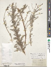 Epilobium canum image