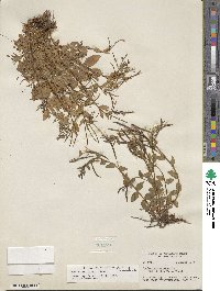 Epilobium clavatum image