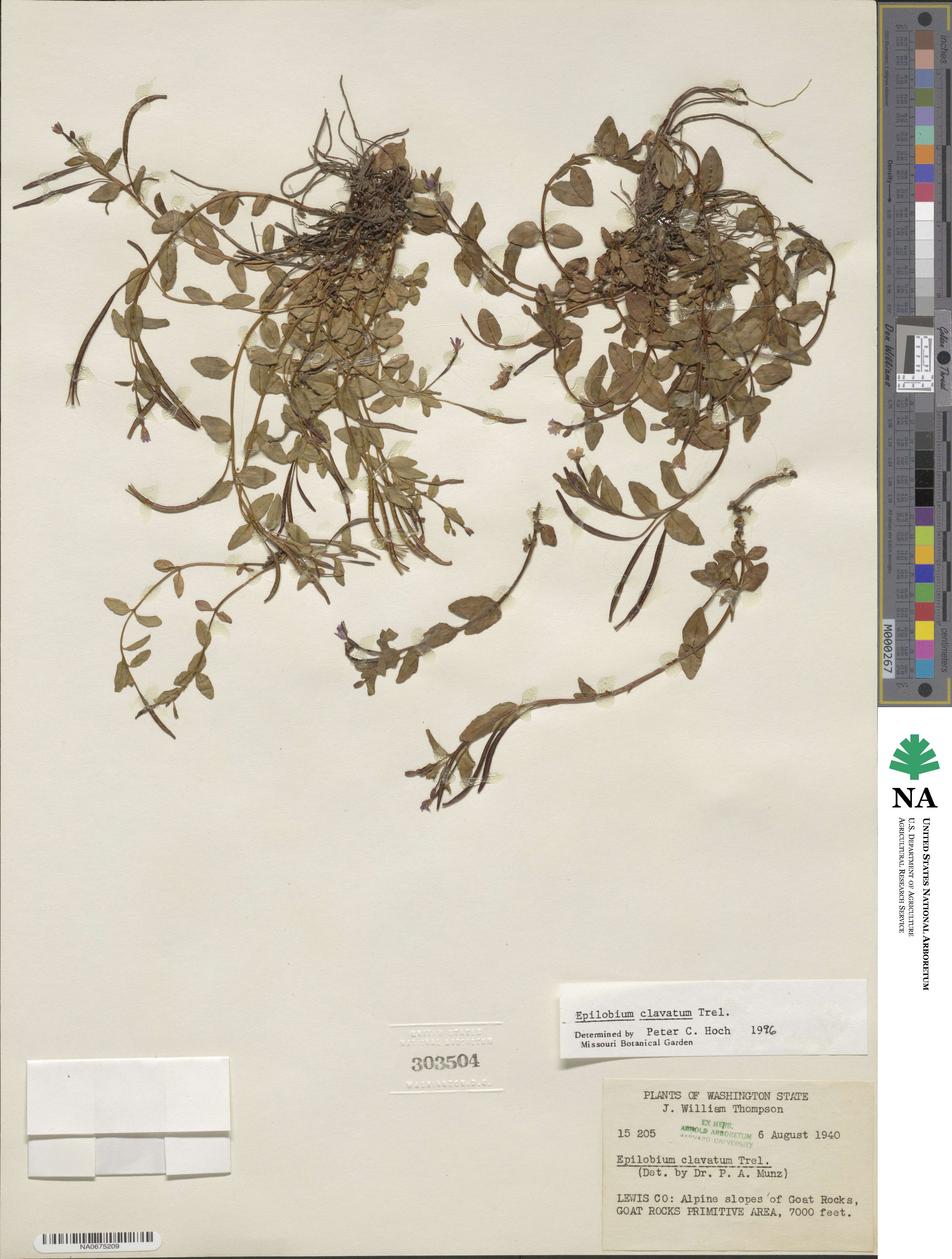 Epilobium clavatum image