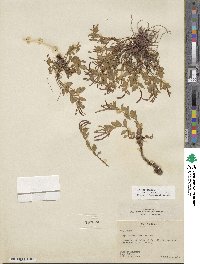 Epilobium clavatum image