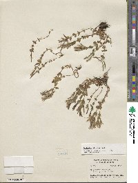 Epilobium clavatum image