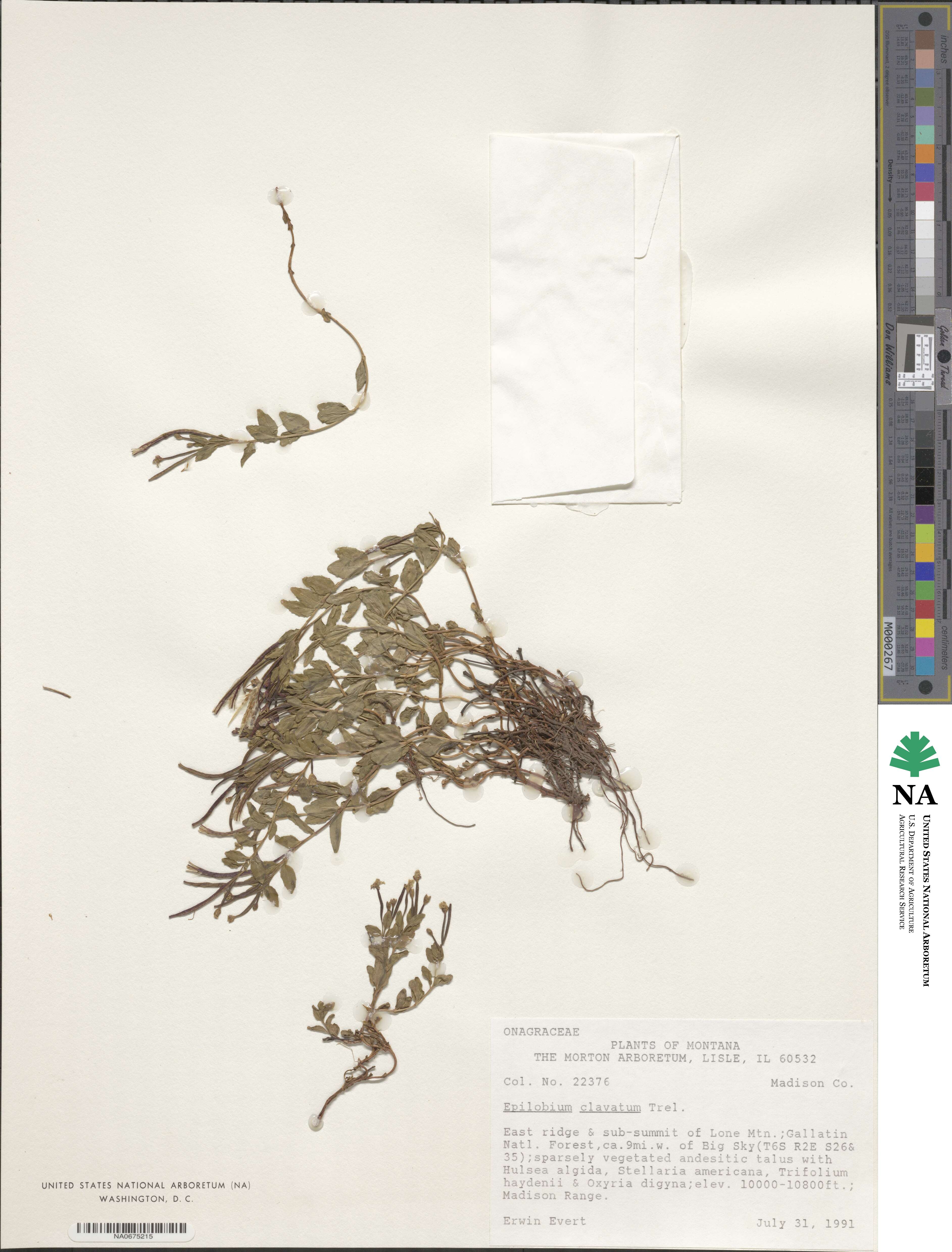 Epilobium clavatum image