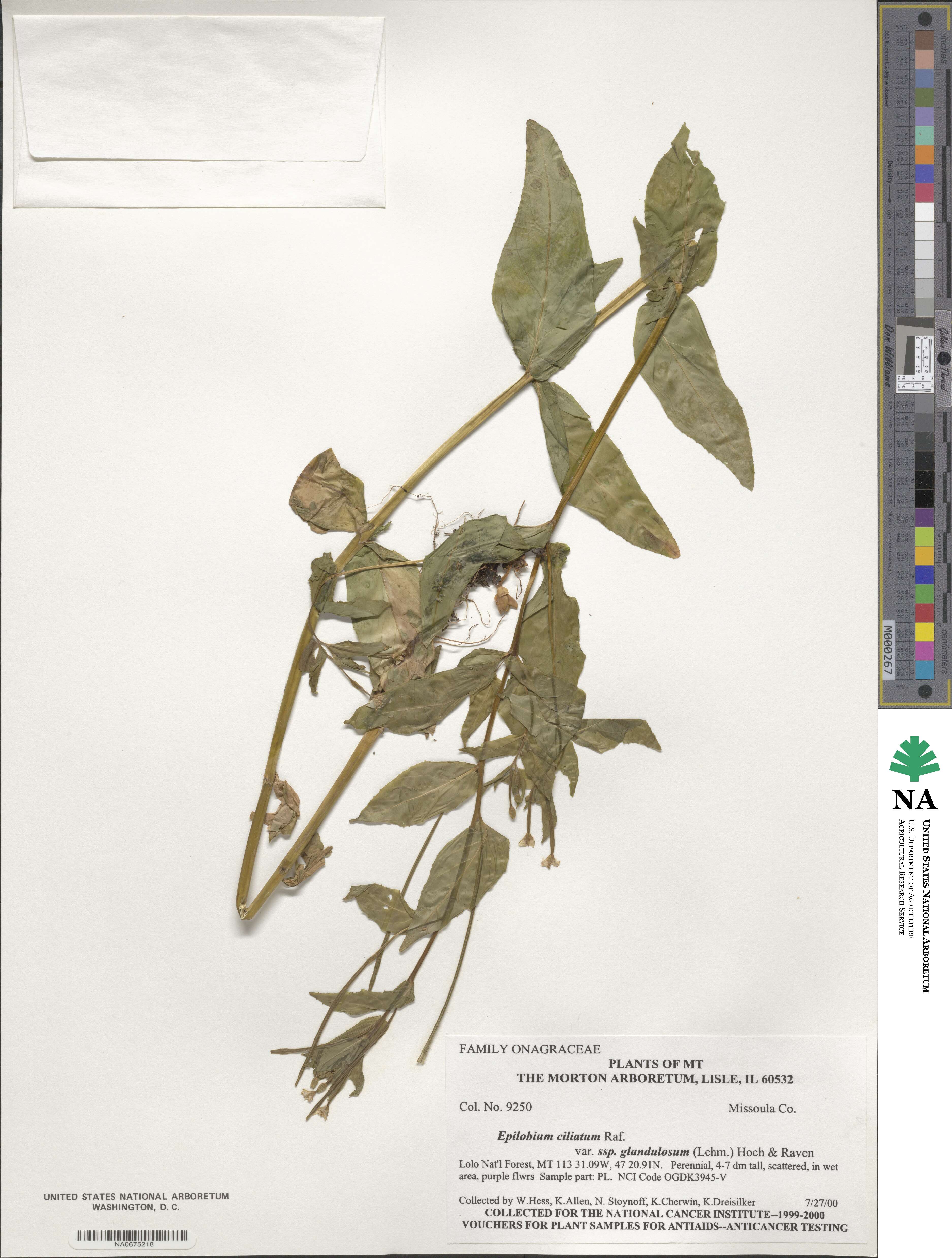 Epilobium image