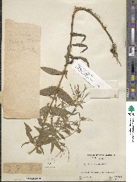 Epilobium ciliatum subsp. ciliatum image