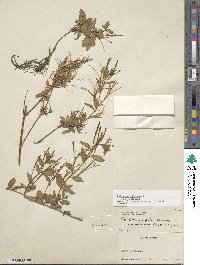 Epilobium ciliatum subsp. ciliatum image