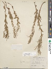 Epilobium ciliatum subsp. ciliatum image