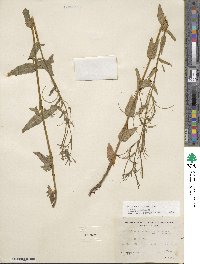 Epilobium ciliatum subsp. ciliatum image