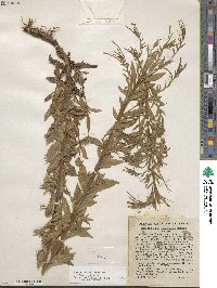 Epilobium ciliatum subsp. ciliatum image