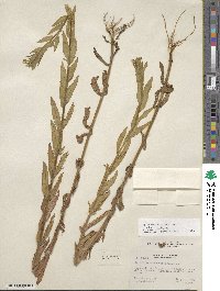 Epilobium ciliatum subsp. ciliatum image