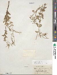 Epilobium ciliatum image